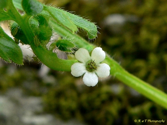 {Nemophila aphylla}